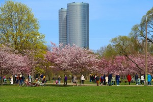 Sakuras krāšņi zied Uzvaras parkā Pārdaugavā