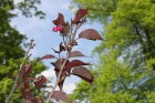 Tūrisma aģentūra TAS Baltics svin 20 gadu jubileju un stāda sakuras kociņus 