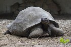 Ir nosvērtas 20 gadus vecās Galapagu bruņrupucienes Trīne un Čelsija