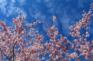 Rīdzinieki priecājas par pavasari un sakuras ķiršu krāšņajiem ziediem