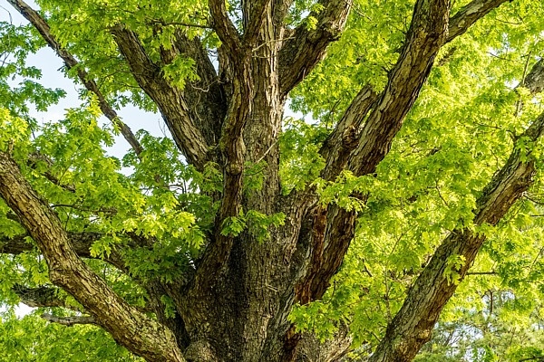 Salacas krastingā varēs iepazīt smilšakmens atsegumus un simtgadīgus dižozolus