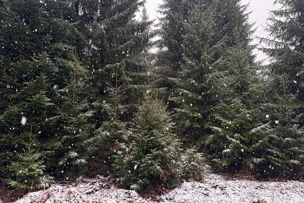 RĪGAS MEŽI aicina baudīt ziemas burvību dabā, eglītes atstājot mežā