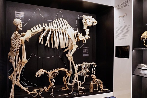 Latvijas Nacionālajā dabas muzejā atklās jauno ekspozīciju  «Skeletārijs»