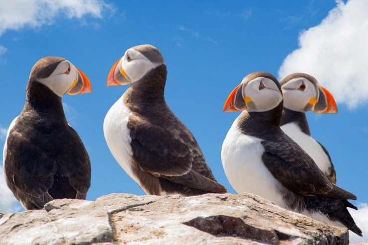 Vai Islande auj kājas ceļā uz Eiropas Savienību?