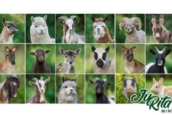 JuRita Mini Zoo