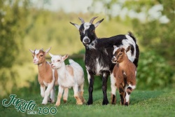 JuRita Mini Zoo Augšdaugavas novada Tūrisma nodaļa