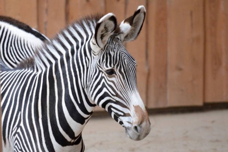 Rīgas Zooloģiskajā dārzā jaunpienācēji - Grevi zebras un zilās aitas. Publicitātes attēls 294884