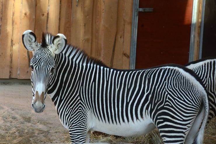 Rīgas Zooloģiskajā dārzā jaunpienācēji - Grevi zebras un zilās aitas. Publicitātes attēls 294887