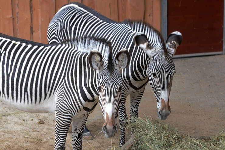 Rīgas Zooloģiskajā dārzā jaunpienācēji - Grevi zebras un zilās aitas. Publicitātes attēls 294888