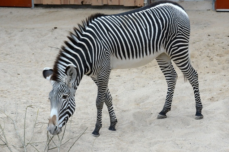 Rīgas Zooloģiskajā dārzā jaunpienācēji - Grevi zebras un zilās aitas. Publicitātes attēls 294891