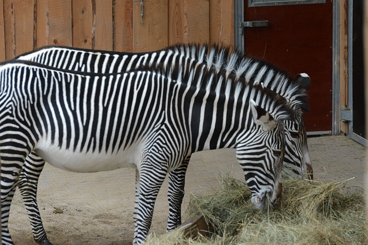 Rīgas Zooloģiskajā dārzā jaunpienācēji - Grevi zebras un zilās aitas. Publicitātes attēls 294892