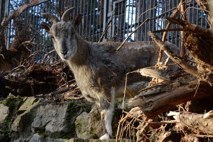 Rīgas Zooloģiskajā dārzā jaunpienācēji - Grevi zebras un zilās aitas. Publicitātes attēls 294893