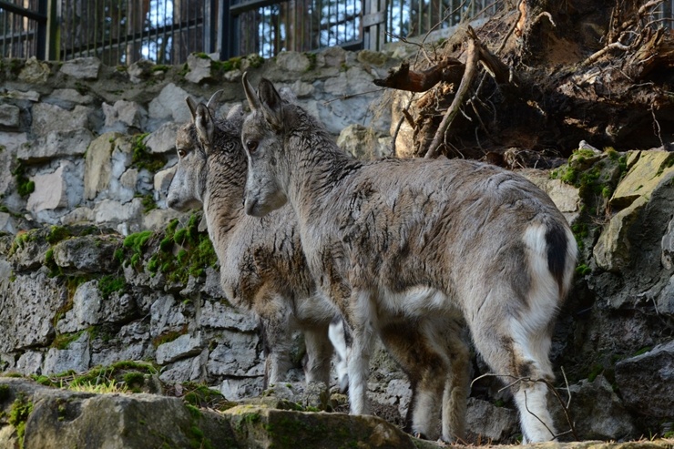 Rīgas Zooloģiskajā dārzā jaunpienācēji - Grevi zebras un zilās aitas. Publicitātes attēls 294894