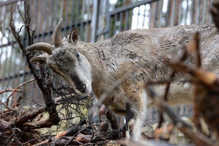 Rīgas Zooloģiskajā dārzā jaunpienācēji - Grevi zebras un zilās aitas. Publicitātes attēls 294897