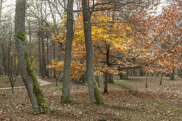 Izstaigā Ventspils  dabas takas pirms uzsnidzis sniegs. Foto: O. Jūra 294902