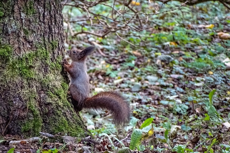 Izstaigā Ventspils  dabas takas pirms uzsnidzis sniegs. Foto: O. Jūra 294903