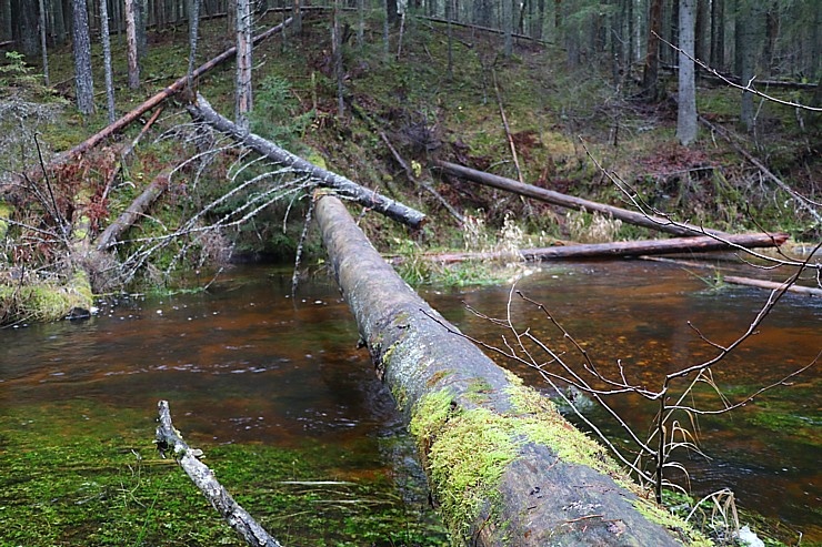 Travelnews.lv dodas 25 km pārgājienā gar Strīķupi Gaujas nacionālajā parkā 295000