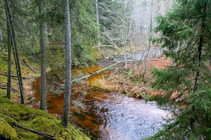 Travelnews.lv dodas 25 km pārgājienā gar Strīķupi Gaujas nacionālajā parkā 295004