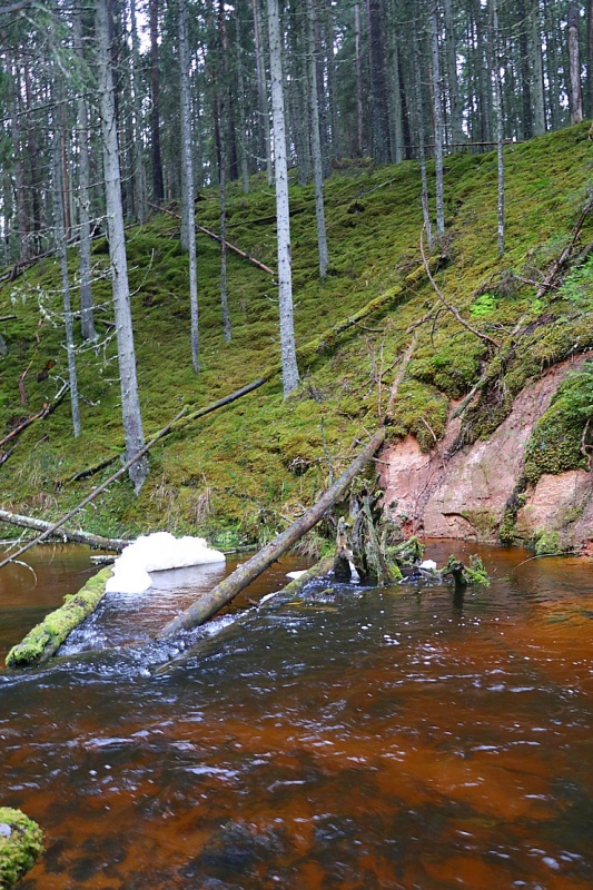 Travelnews.lv dodas 25 km pārgājienā gar Strīķupi Gaujas nacionālajā parkā 295015