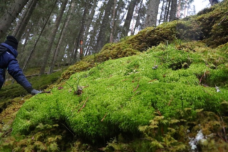 Travelnews.lv dodas 25 km pārgājienā gar Strīķupi Gaujas nacionālajā parkā 295032