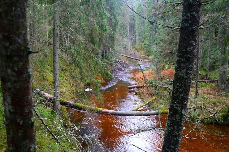 Travelnews.lv dodas 25 km pārgājienā gar Strīķupi Gaujas nacionālajā parkā 295033