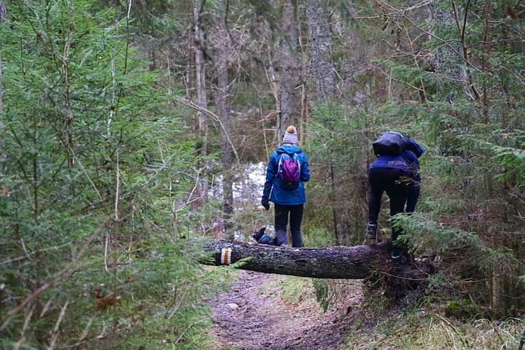 Travelnews.lv iepazīst Līgatnes upes apkārtni 27 km pārgājienā 295240