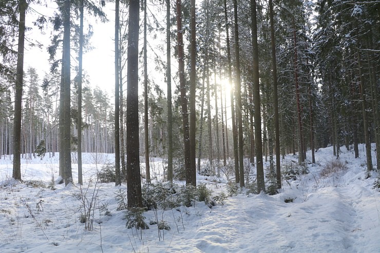 Travelnews.lv dodas 14 km pārgājienā Tukuma novada Sveikuļu apkārtnē 297186