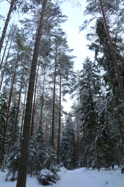 Travelnews.lv dodas 14 km pārgājienā Tukuma novada Sveikuļu apkārtnē 297178