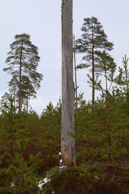 Travelnews.lv dodas 37 km pārgājienā Dundagas apkārtnē 2.daļa 298255