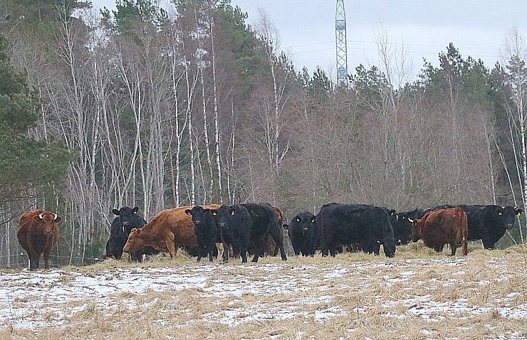 Travelnews.lv dodas 37 km pārgājienā Dundagas apkārtnē 3.daļa 298280