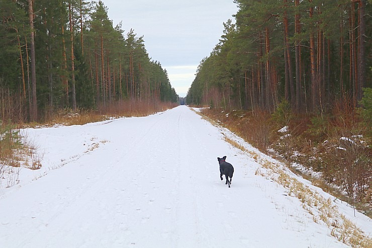 Travelnews.lv dodas 37 km pārgājienā Dundagas apkārtnē 3.daļa 298286