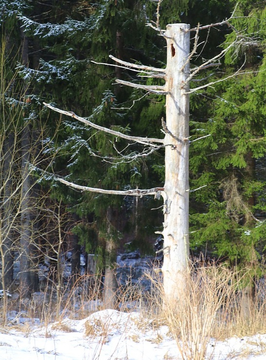 Travelnews.lv dodas 37 km pārgājienā Dundagas apkārtnē 3.daļa 298266