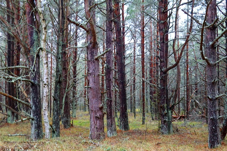 Travelnews.lv dodas 20 km pārgājienā Pāvilostas apkārtnē 1.daļa 298326