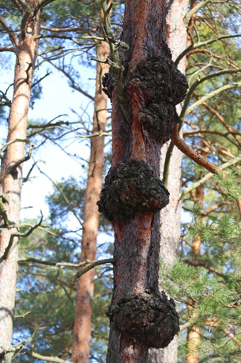 Travelnews.lv dodas 31 km pārgājienā Zilupes un Dagdas novadā gar Krievijas un Baltkrievijas robežu 298629