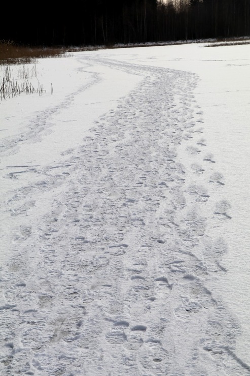 Travelnews.lv dodas 31 km pārgājienā Zilupes un Dagdas novadā gar Krievijas un Baltkrievijas robežu 298651