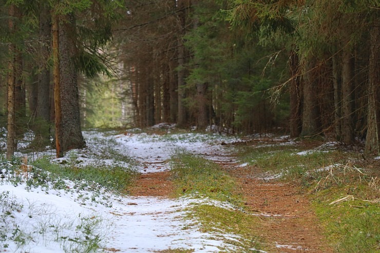 Travelnews.lv dodas 31 km pārgājienā Zilupes un Dagdas novadā gar Krievijas un Baltkrievijas robežu 298653