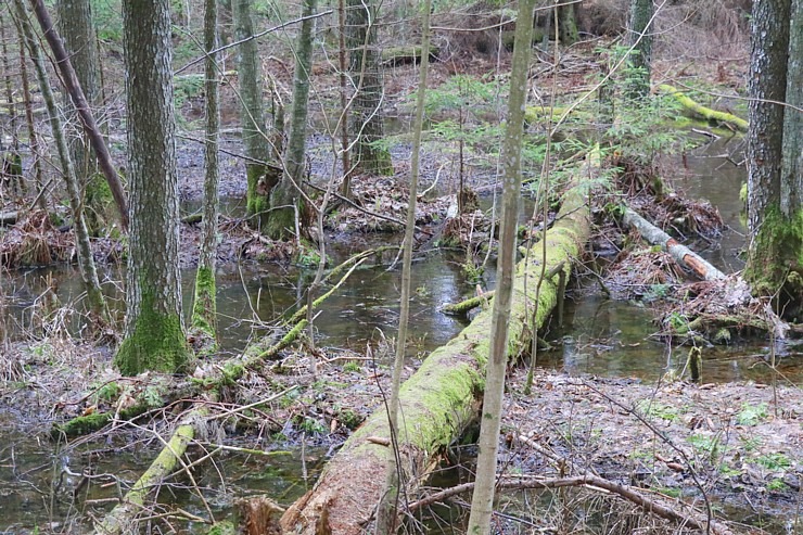 Travelnews.lv dodas 27 km pārgājienā Skrīveru novadā un izbauda Daugavas burvību 299778