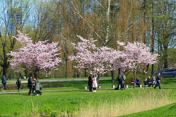 Sakuras krāšņi zied Uzvaras parkā Pārdaugavā 300492