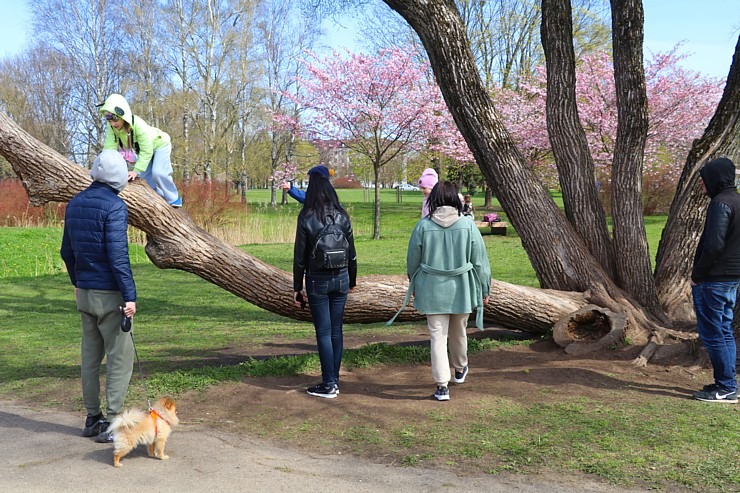 Sakuras krāšņi zied Uzvaras parkā Pārdaugavā 300496