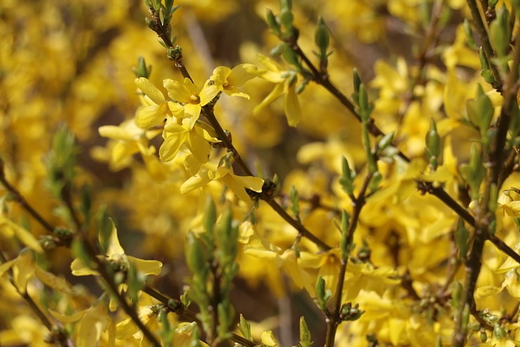 Sakuras krāšņi zied Uzvaras parkā Pārdaugavā 300500