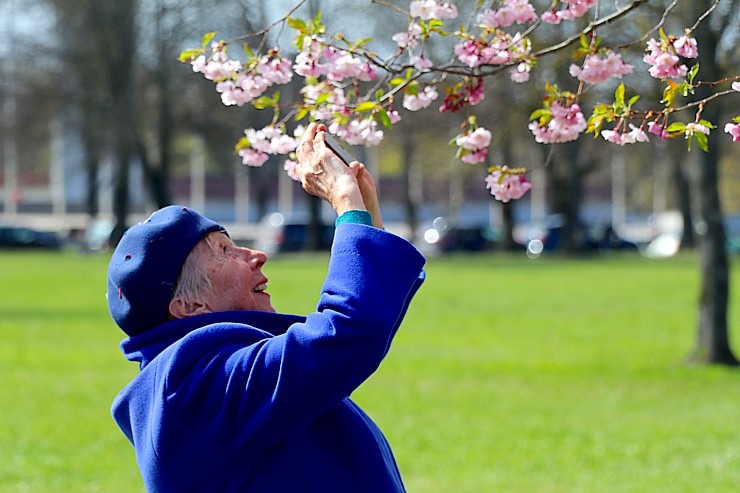 Sakuras krāšņi zied Uzvaras parkā Pārdaugavā 300488