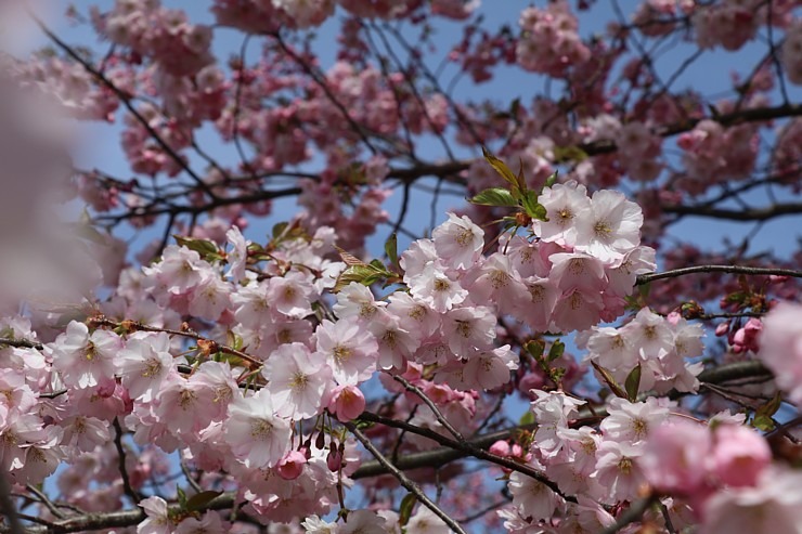 Sakuras krāšņi zied Uzvaras parkā Pārdaugavā 300489