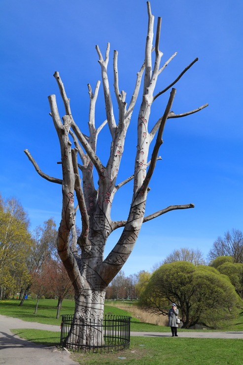 Sakuras krāšņi zied Uzvaras parkā Pārdaugavā 300491