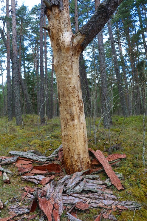 Travelnews.lv 20 km pārgājienā iepazīst Rīgas jūras līča krastu Engures pusē 300944