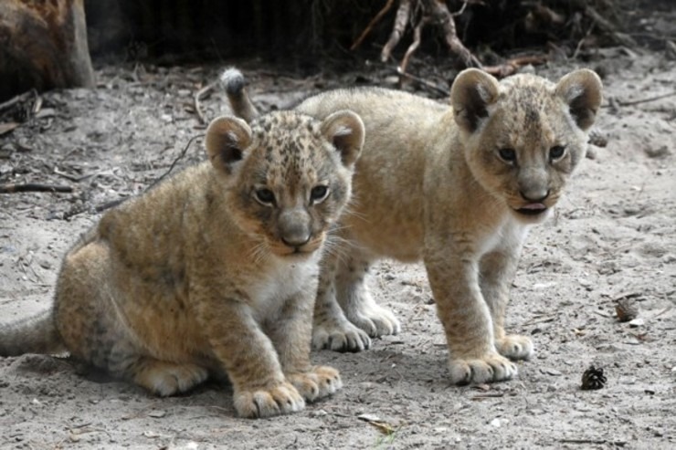 Jaunumi no Rīgas Zoo - lauvu saimei piebiedrojušies divi žiperīgi lauvēni 305067