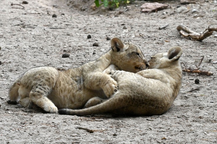 Jaunumi no Rīgas Zoo - lauvu saimei piebiedrojušies divi žiperīgi lauvēni 305080