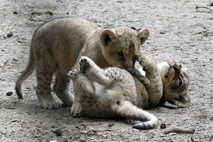 Jaunumi no Rīgas Zoo - lauvu saimei piebiedrojušies divi žiperīgi lauvēni 305082
