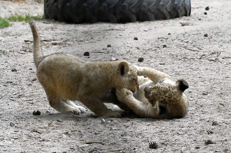 Jaunumi no Rīgas Zoo - lauvu saimei piebiedrojušies divi žiperīgi lauvēni 305084