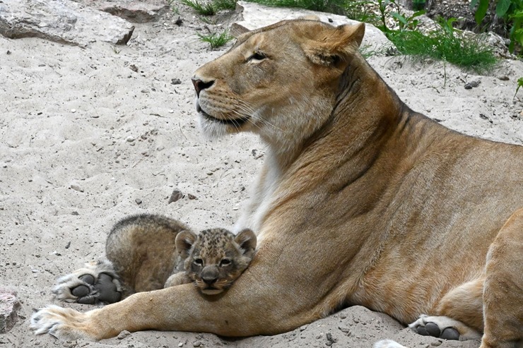 Jaunumi no Rīgas Zoo - lauvu saimei piebiedrojušies divi žiperīgi lauvēni 305068
