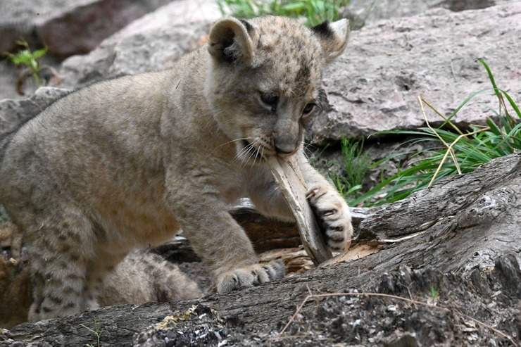 Jaunumi no Rīgas Zoo - lauvu saimei piebiedrojušies divi žiperīgi lauvēni 305086